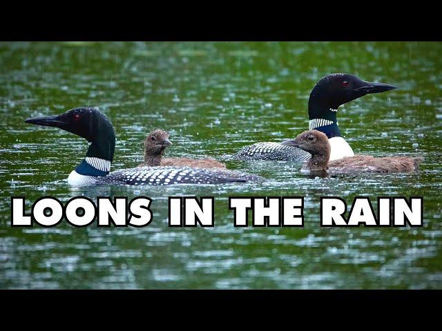 Thunder and Heavy Rain on a Pond With a Beautiful Loon Family Swimming and Calling in the Downpour