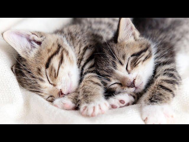 528 Hz Soothing Music for Cats to Relieve Stress and Anxiety (with cat purring sounds)