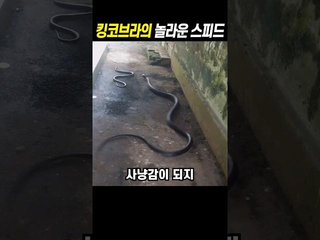 킹코브라의 놀라운 스피드