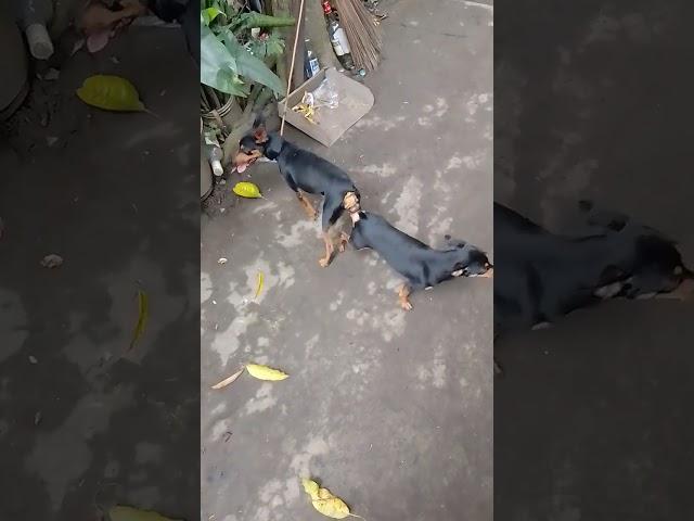 cute dogs