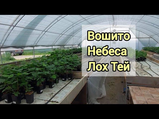Свободные саженцы ежевики