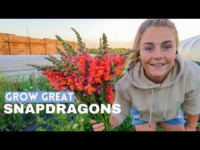 How to Grow Snapdragons as Cut Flowers - From Seed to Harvest