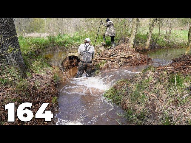 Draining A Meadow Flooded By Beavers - Manual Beaver Dam Removal No.164