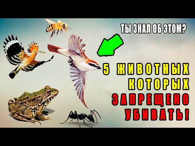 5 Животных Которых Запрещено Убивать В Исламе! Какие Животные? Остерегайтесь Быть Среди Людей Ада!