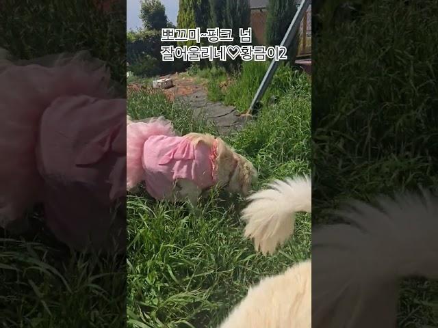 황금이가 황금이를 낳았네!!뽀끄마!#황금이#황금이일상#몽실이패밀리#황금이패밀리#뽀끄미#남해일상#남해여행#남해귀촌