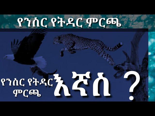 ንስር ባሏን ስትመርጥ በዚህ መልኩ ነው እኛስ?