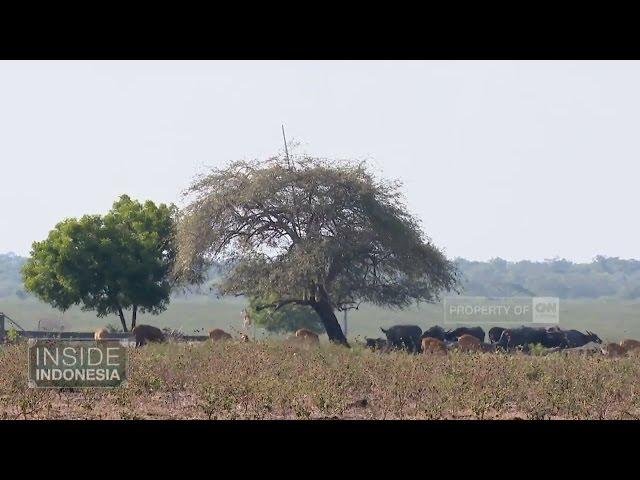 Semesta Alam Liar Baluran