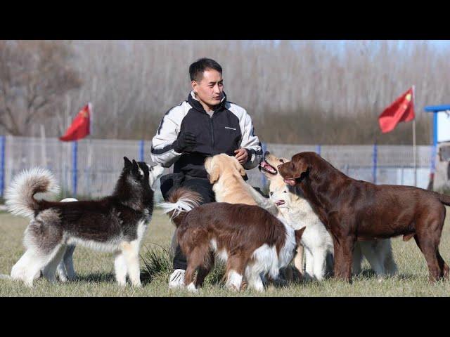 狗狗乐园的园长：“来来来，排队吃零食啦！”\The principal of Dogs Adventures :"Come here, line up for treats!”