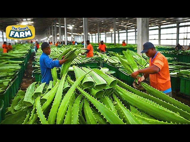 How Aloe Vera Gel is Made on a MASSIVE Scale! Amazing Aloe Vera Factory!