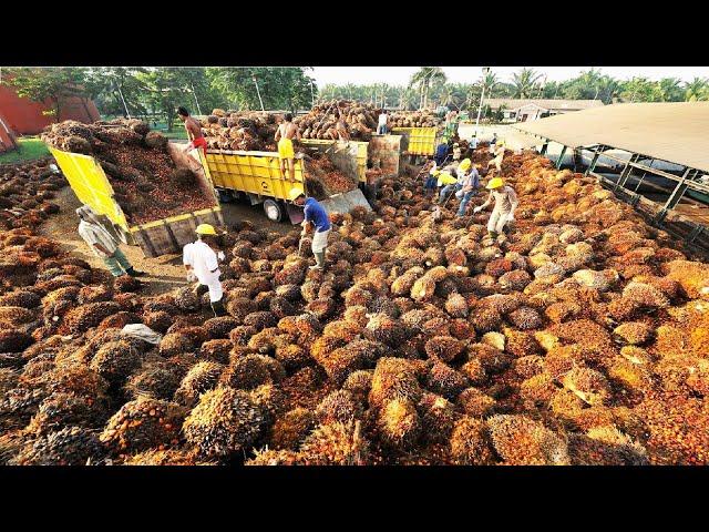 Tons of Oil Palm Fruit Harvesting by Machine - Palm Oil Processing in Factory - Palm Oil Production