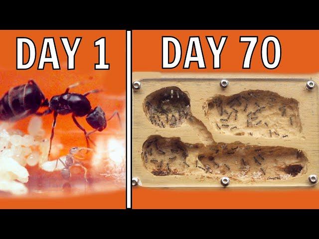 I Kept Ants For 70 Days, This Happened!