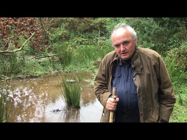 What happens when beavers cut down trees?