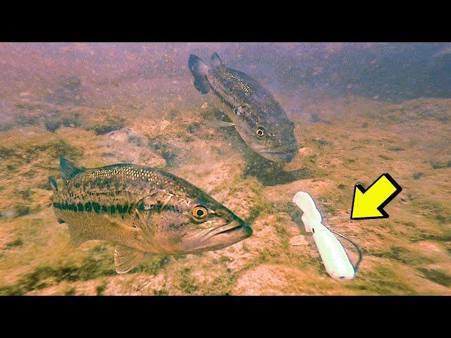 *INSANE UNDERWATER FOOTAGE* (BASS ATTACKING LURES)