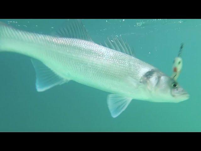 Lure fishing for Bass   beginners guide Part 1