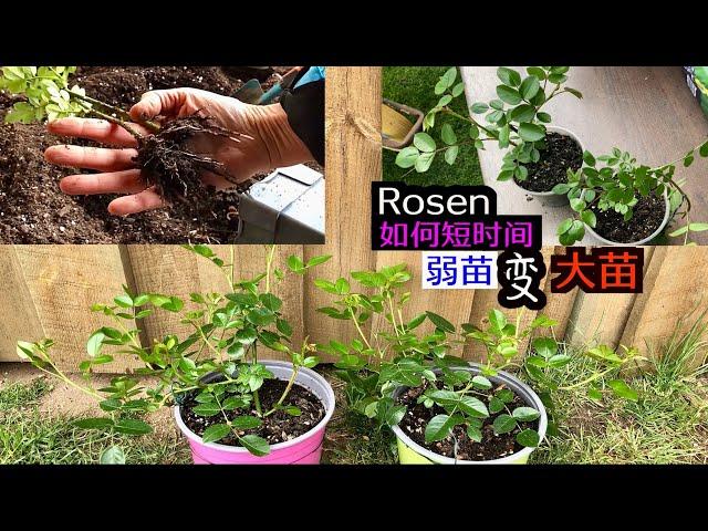 月季Rosen幼苗/扦插苗/牙签苗扶壮方法/如何在短时间里变成大苗/我的种植方法与你分享/26.05.2023