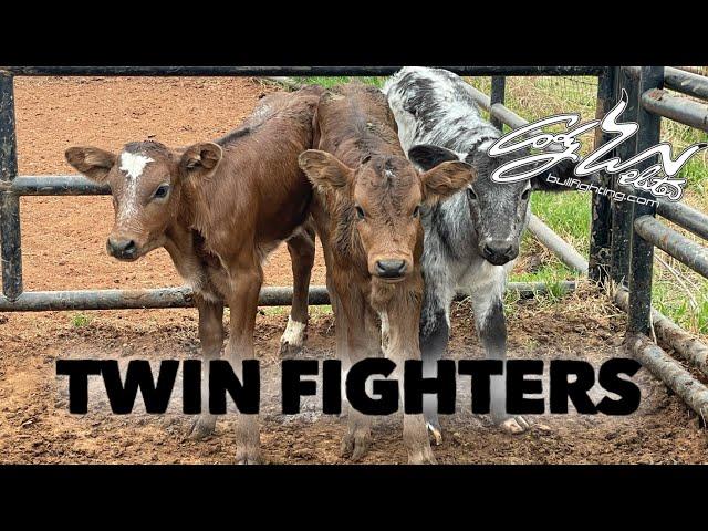 Twin Fighting Bulls And a Big Wreck - Behind the chutes #47