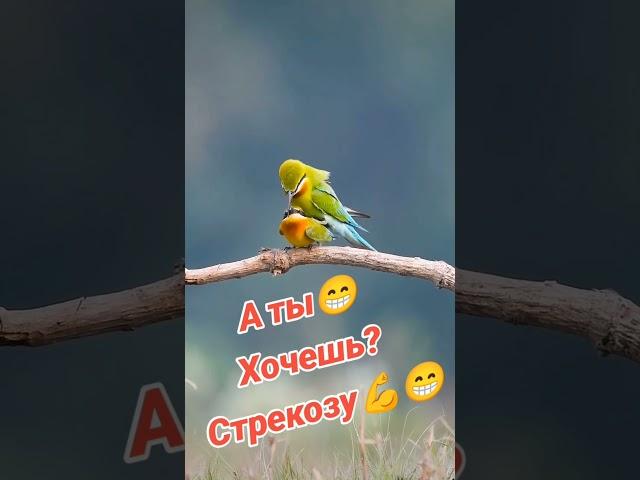 За стрекозу 