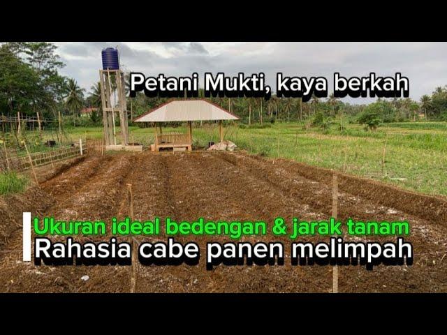 Hasil panen cabe melimpah, petani kaya berkah !!