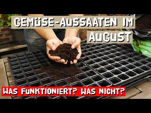 Aussaat im August - diese Gemüsesorten sollten jetzt ausgesät werden bevor es zu spät ist.