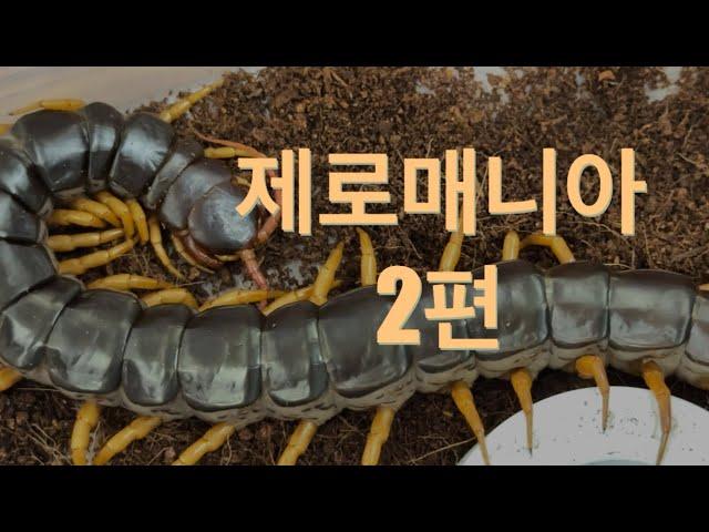 애완용 지네를 분양하는 희귀동물 분양샵 제로매니아 #centipede #scolopendra #지네 #희귀동물 #절지동물