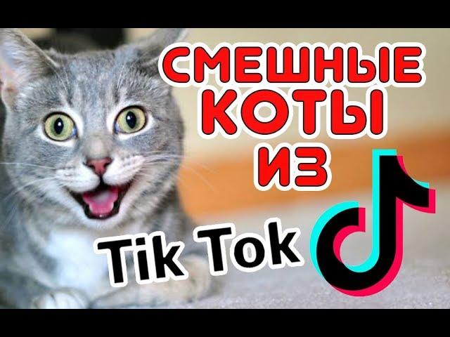 Смешные КОТЫ из Tik Tok / Funny CATS from Tik Tok