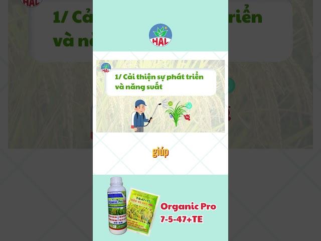Phun gì để vô gạo nhanh, chắc tới cậy (phần 1)