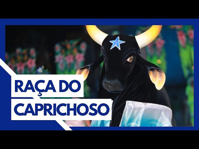 CONHEÇA A RAÇA DO BOI CAPRICHOSO: GUZERÁ