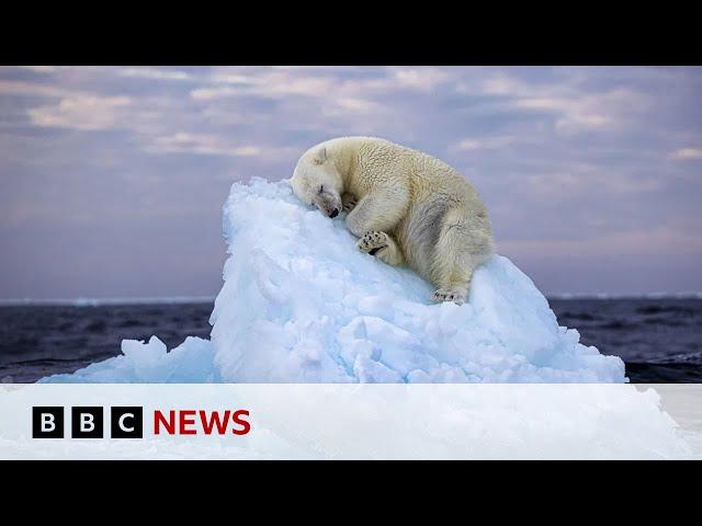 Image of young polar bear wins wildlife photography award | BBC News