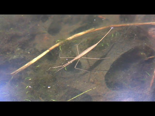 Brown Water Scorpion, Painted Turtles, & Water Snake