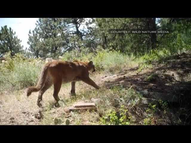 He was licked by a mountain lion, and instead of getting scared, he was fascinated