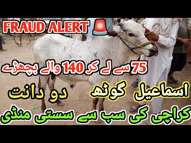 Ismail Goth Cow Mandi 2025 Latest Cattle Rates & Bargaining | Cow Mandi 2025