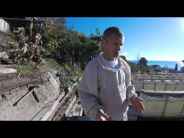 Какой улей лучше 2016.