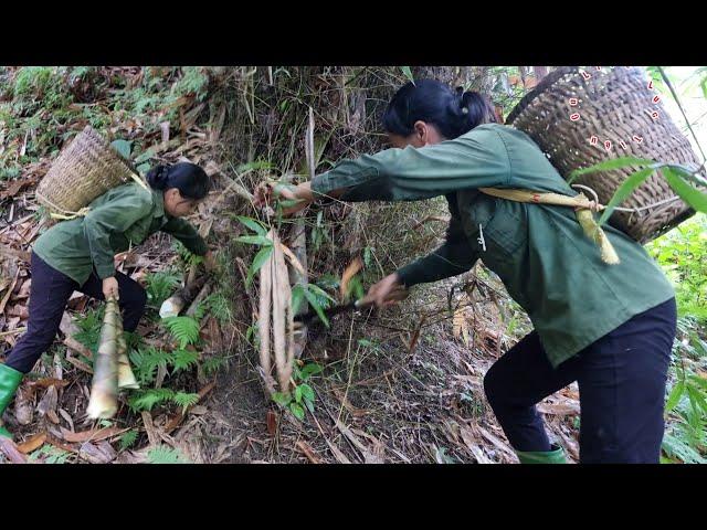 Chasing Green Gold: A Day in the Life of a Bamboo Shoots Picker