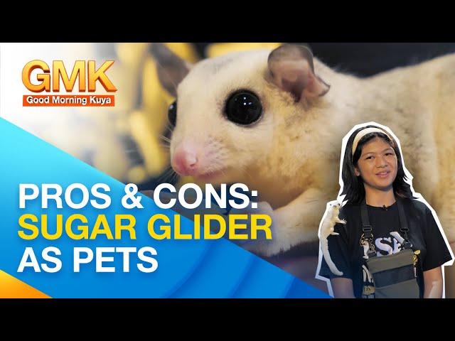 Challenges: Caring for sugar glider as pets | Pet Talk