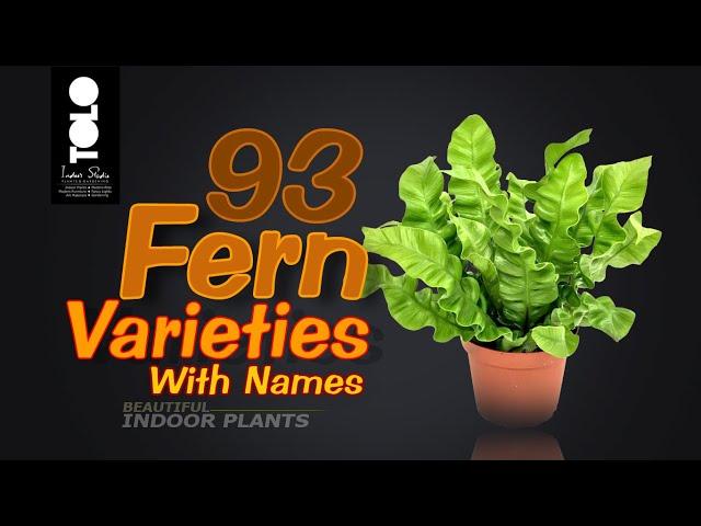 93 Fern Varieties with names | Indoor Fern Collection