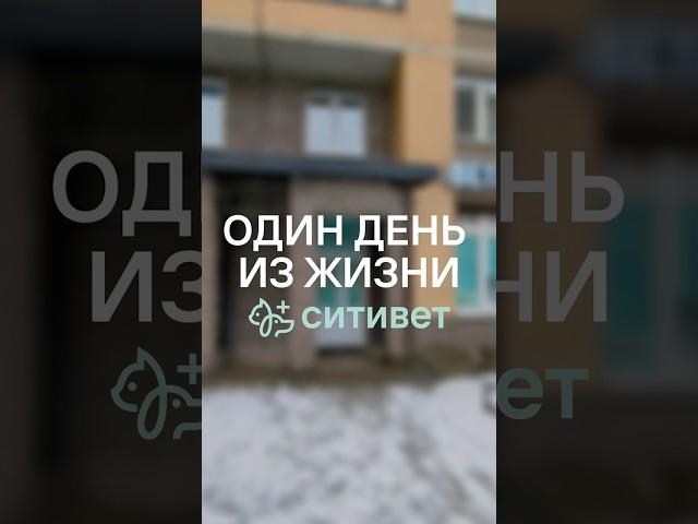 Один день из жизни Ситивет — лечим, гладим, играем. С любовью к каждому питомцу