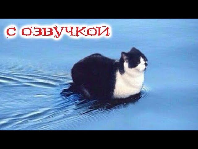 Funny Animal Videos 2023 - Funniest Dogs and Cats Videos #140