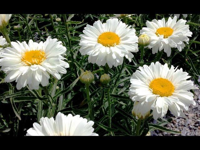 Best Perennials, Leucanthemum 'Paladin' (Shasta Daisy)