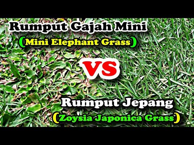 Zoysia Japonica Grass Vs Mini Elephant Grass 2023