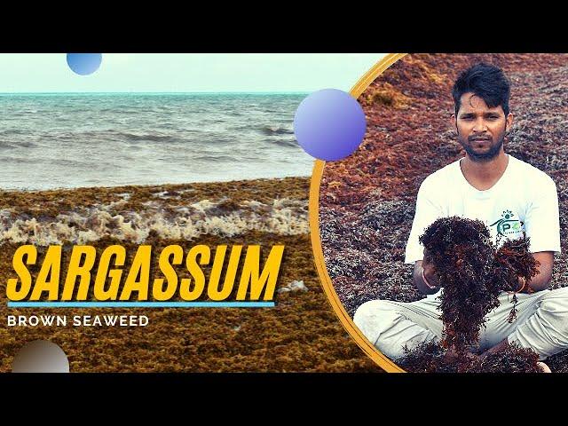 Sargassum (Brown Seaweed) on the Coasts : A Movie by POP Movement