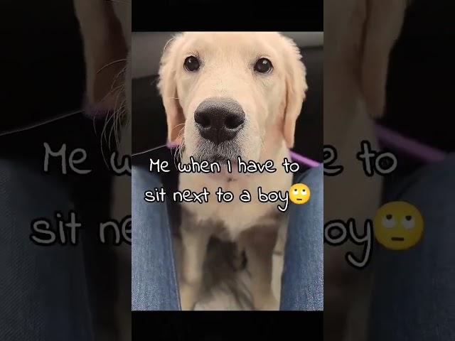 When I have to sit next to a boy#dog#puppyvideos#dogshorts #puppy#funny#fyp