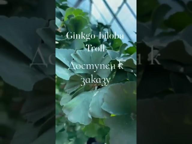 #garden  #одеса #садовийцентр