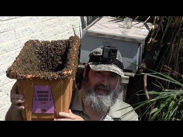 Bee Man Vs Jungle Of Bees