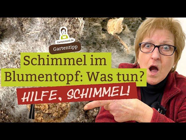 Hilfe, Schimmel im Blumentopf! Was tun bei Schimmel auf der Erde?