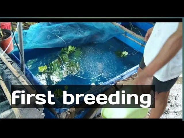 breeding koi fish  step by step process#tagalog #breeding #pinoy #first breeding#koifish #koi pond