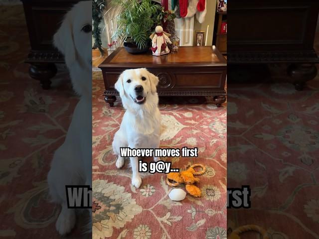 Did Koda Move First? #funnydogs #shorts #puppy