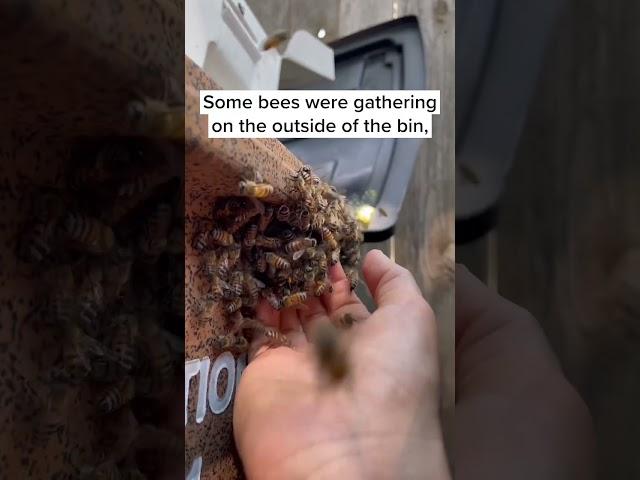 Rescuing Bees from the Bottom of a Trash Bin