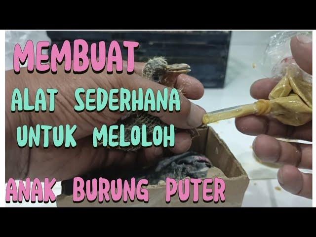 MEMBUAT ALAT SEDERHANA UNTUK MELOLOH ANAK BURUNG PUTER