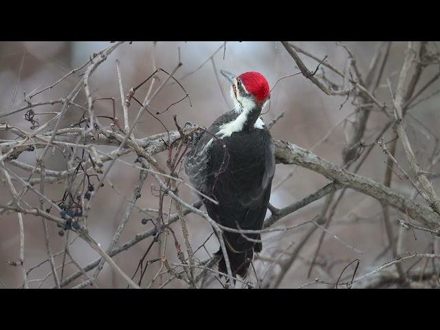 Pileated Woodpecker