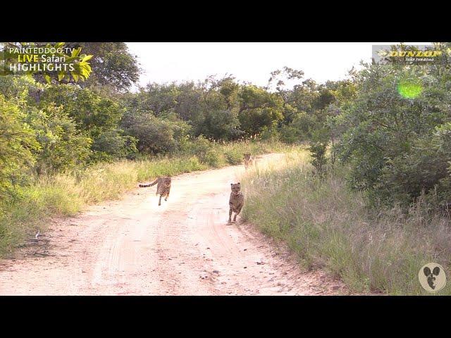 Pride of Lions Chase Down Two Male Cheetahs